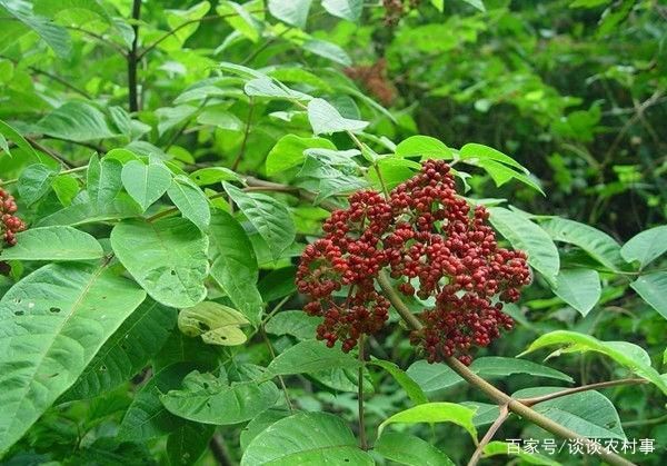 长沙吴茱萸
