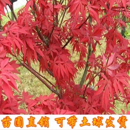舞阳县美国红枫 1-8公分树苗 可带土球发售！