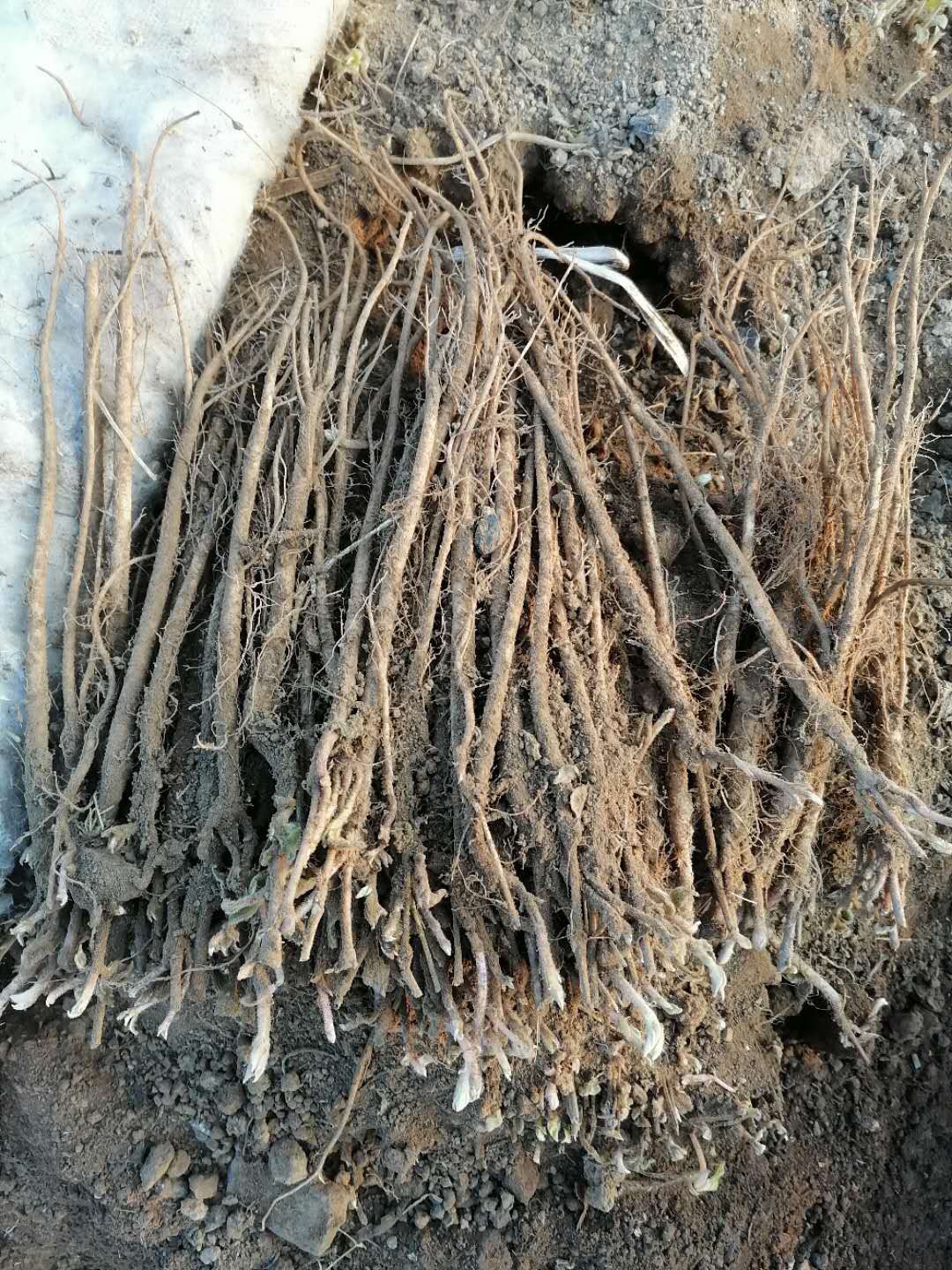 质优价美的川牛膝苗供应