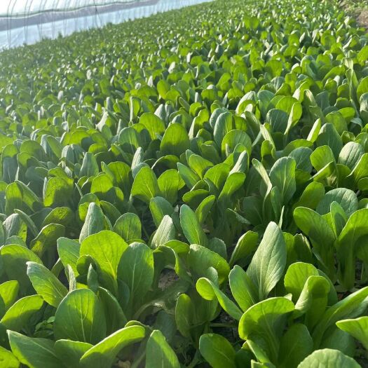 曹县山东曹县万亩蔬菜基地精品大棚上海青小油菜持续上市中欢迎老板