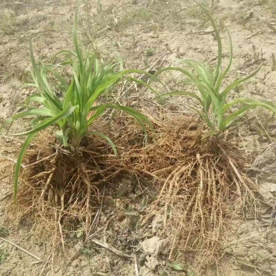 大黄花全国各地大量批发优质黄花菜苗