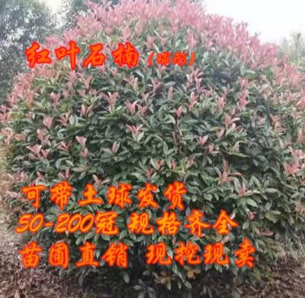 红叶石楠球形 50-200冠 可带土球发货！