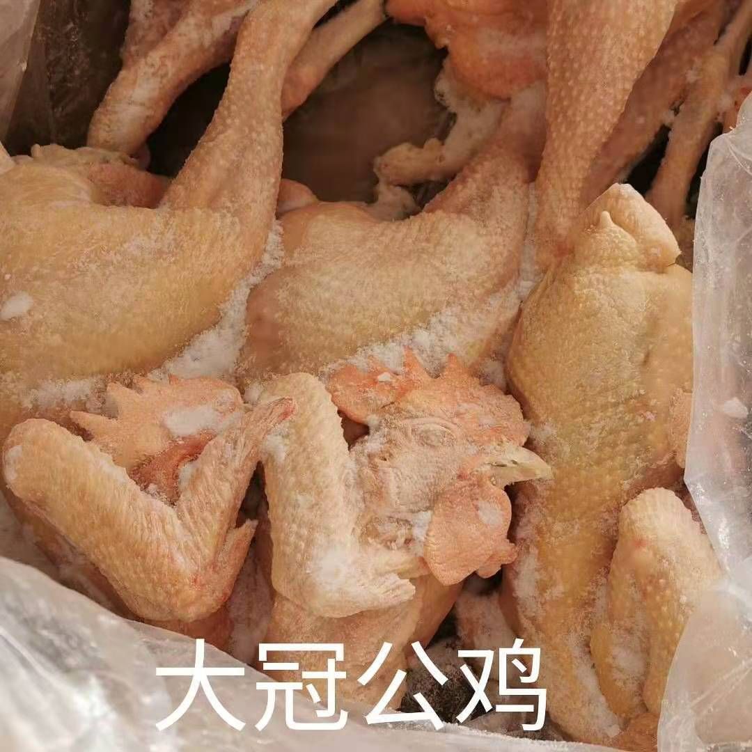白条鸡 大冠公鸡 山东聊城淘汰鸡蛋鸡大公司诚信经营保证质量