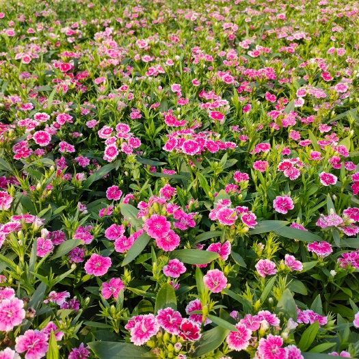 长沙常夏石竹 石竹