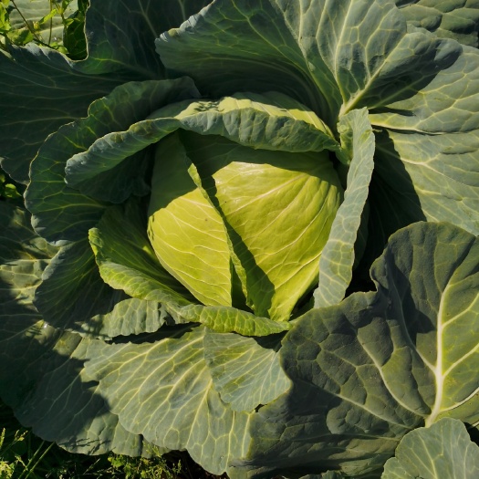 仁化县平包菜  京丰一号扁包菜大量出货