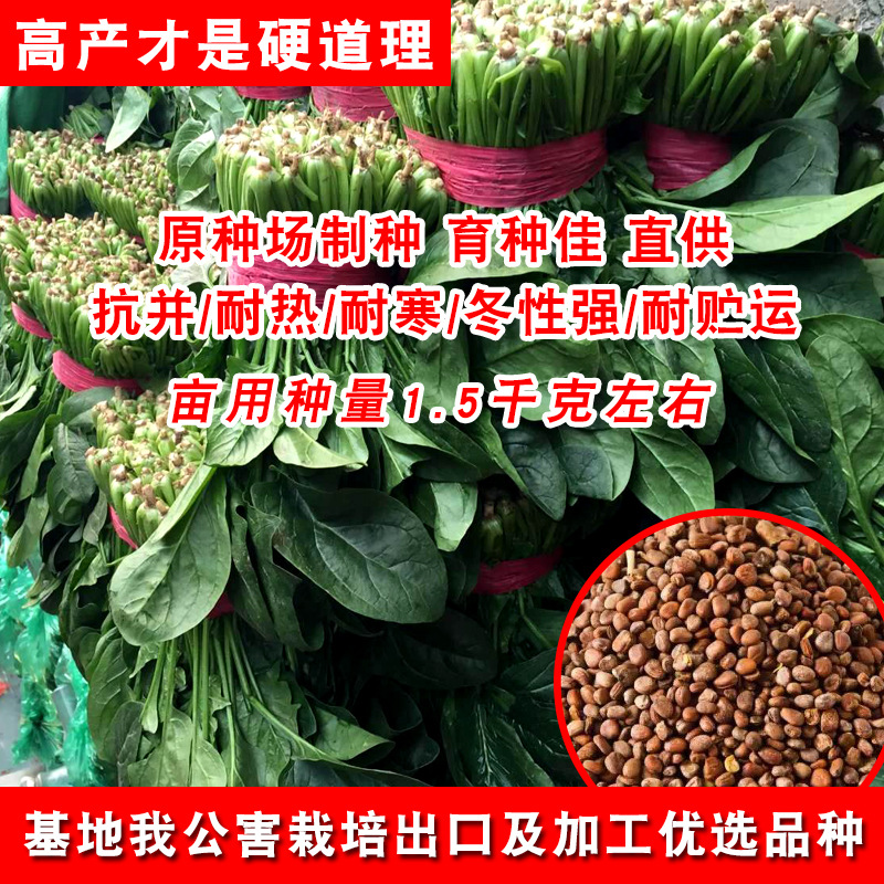 四季耐抽苔菠菜种子抗热耐寒厚肉深绿大叶圆叶蔬菜种子