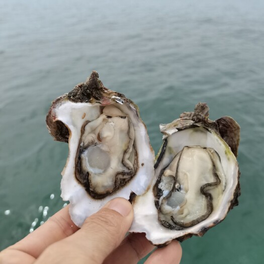 广州清蒸烧烤生蚝 牡蛎 深海蚝珍珠蚝
联系我们加入团批价更便宜