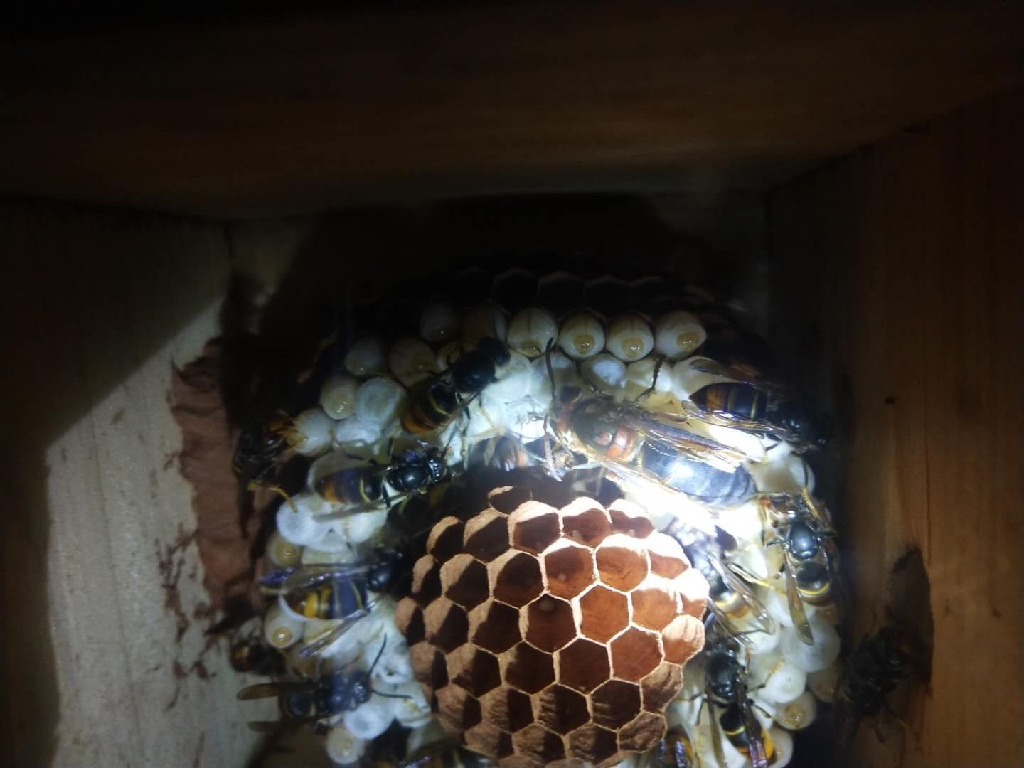 胡蜂 黄脚标准蜂群预定