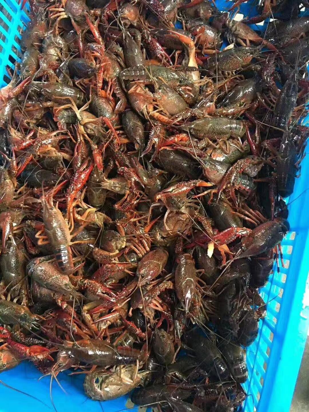 红螯螯虾 中青中红大青大红货多多