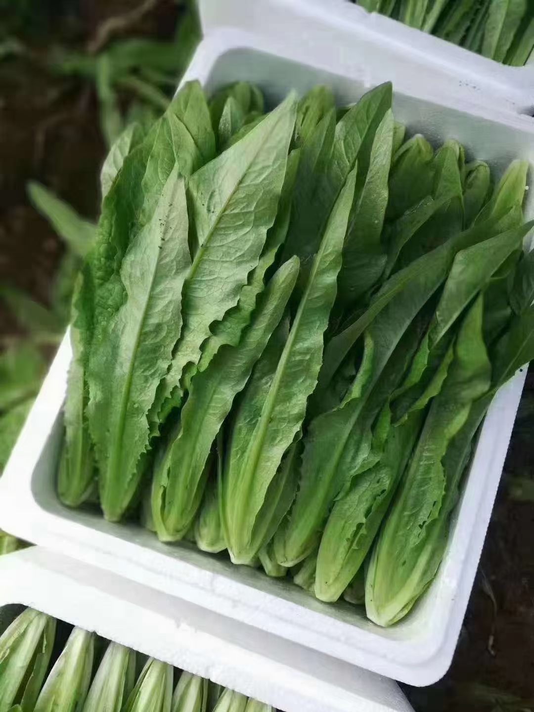 油麦菜  联邦蔬菜市场，一年四季有新鲜蔬菜，产地直销