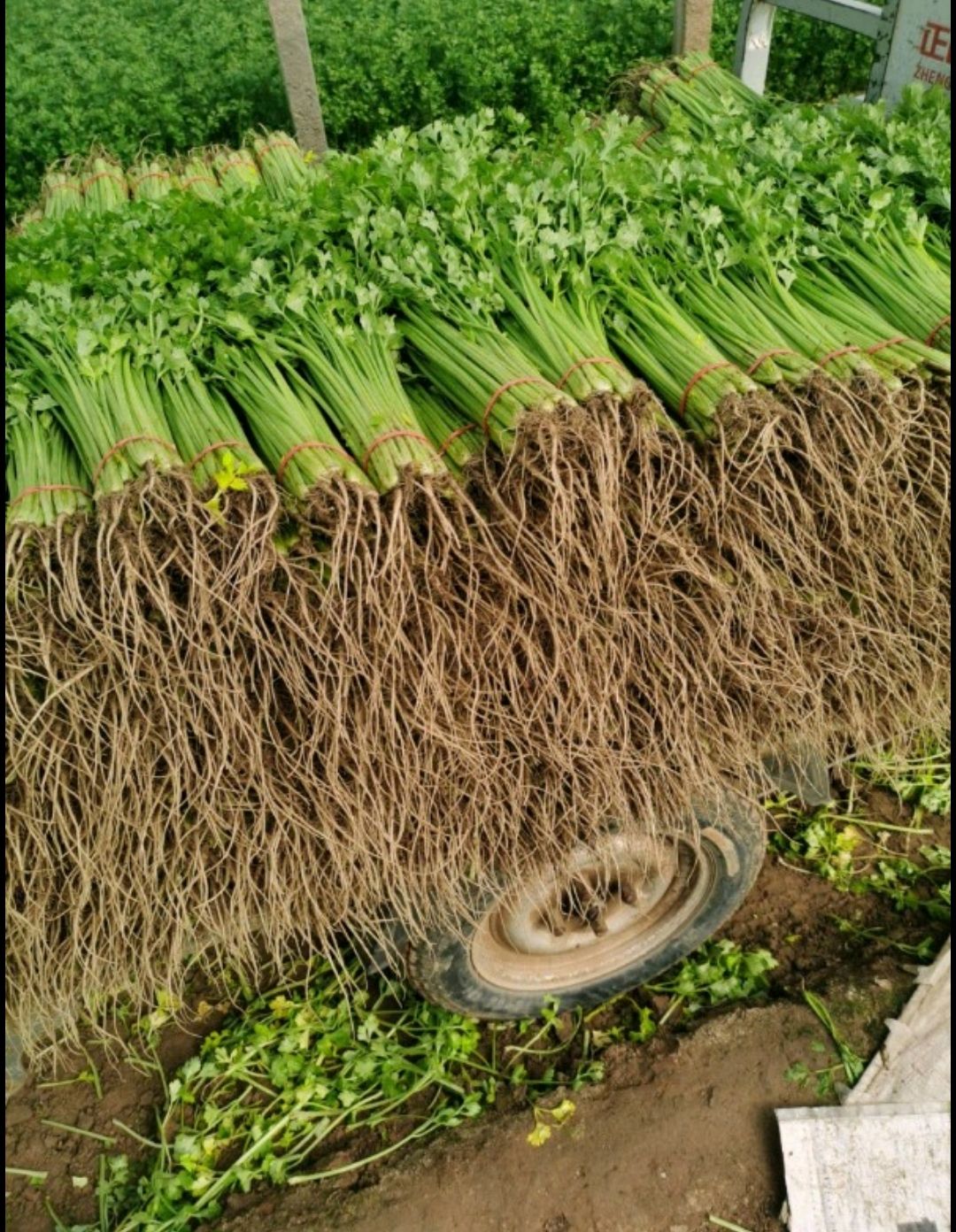 山芹  山东聊城 芹菜大量上市中 优质香芹 产地直供商超、批