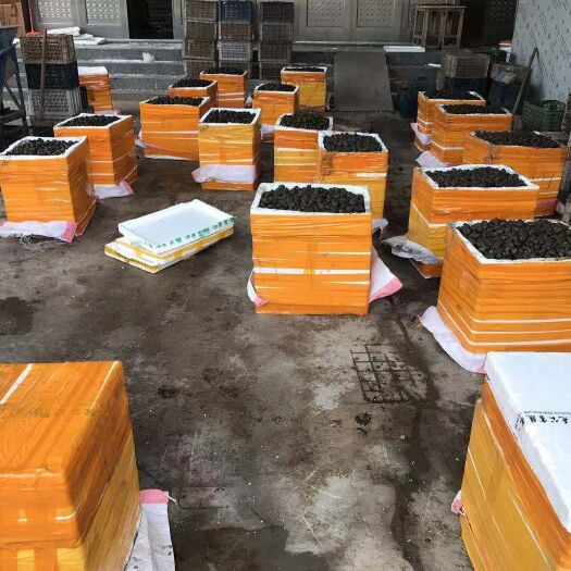 潜江市田螺 泥螺、钉螺，大量货源，规格过硬