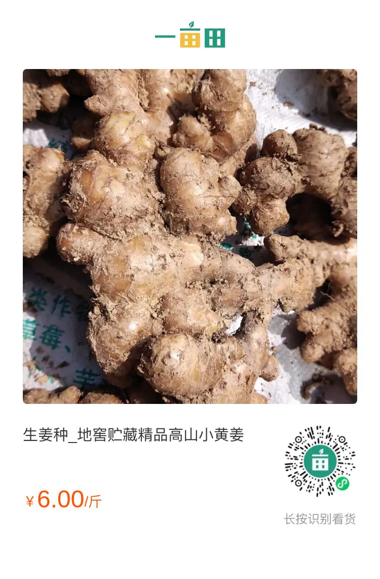 小黄姜  生姜种_地窖贮藏精品高山小黄 姜