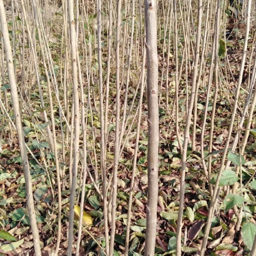 扶风县吉塞拉樱桃苗  大青叶樱桃苗通货5元，吉塞拉，马哈利，根