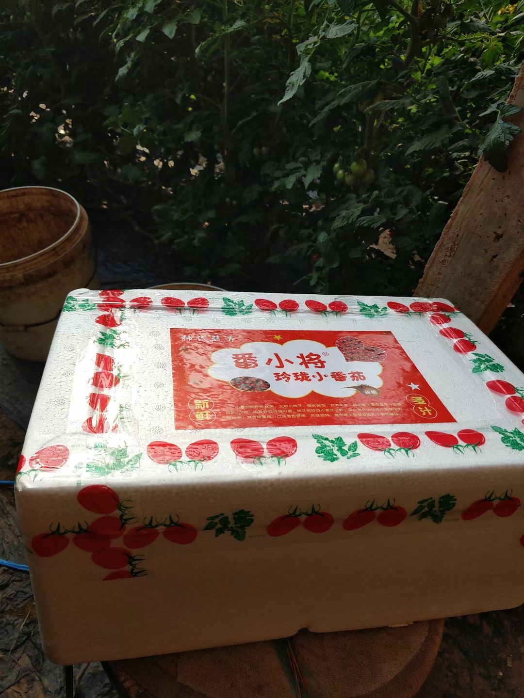 千禧圣女果  ，圣女果，贝贝，釜山88，圆粉品种齐全大量地头