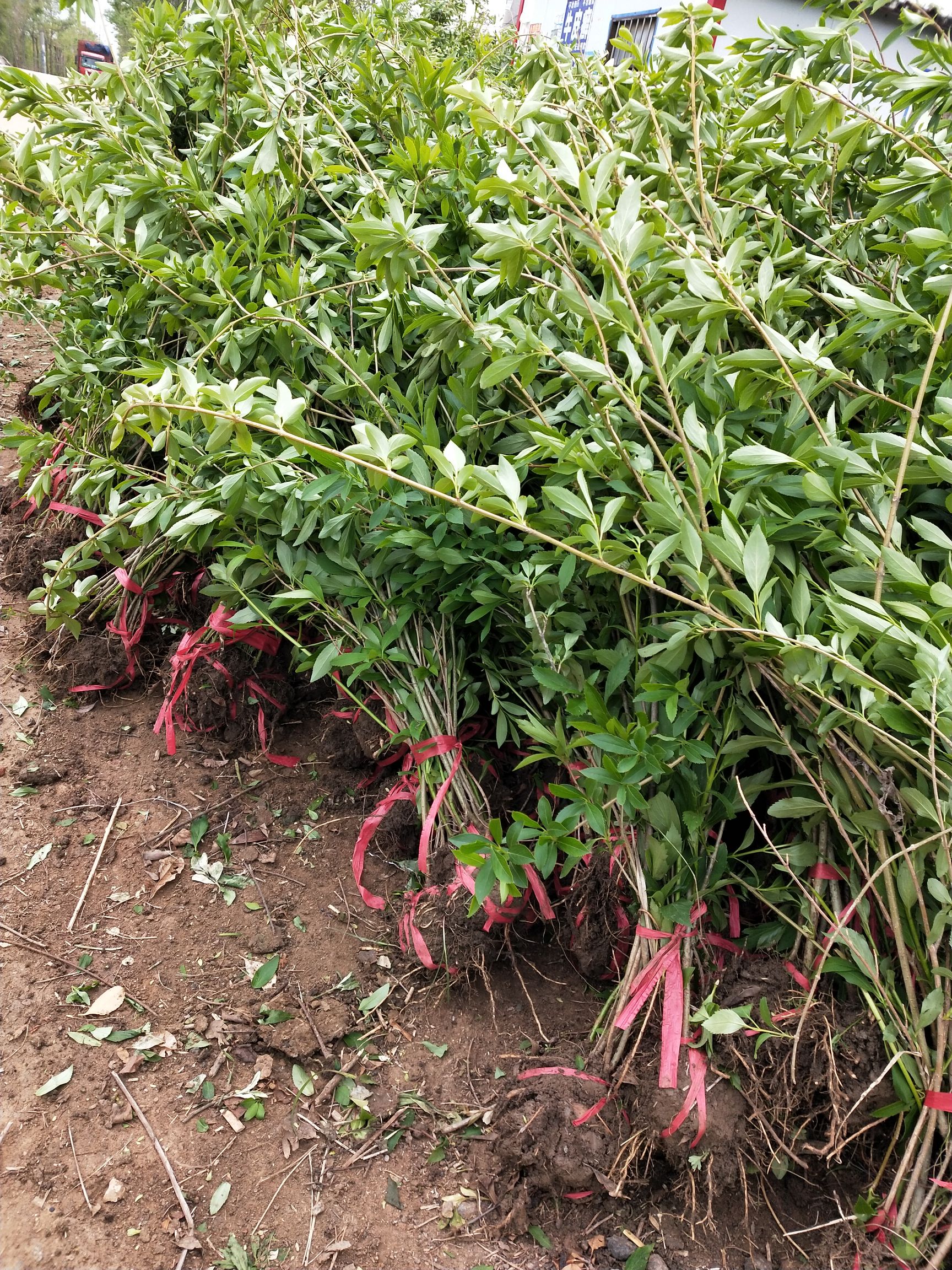 东北连翘苗 苗圃直销连翘树苗连翘小苗 黄老虎盆栽连翘球工程绿