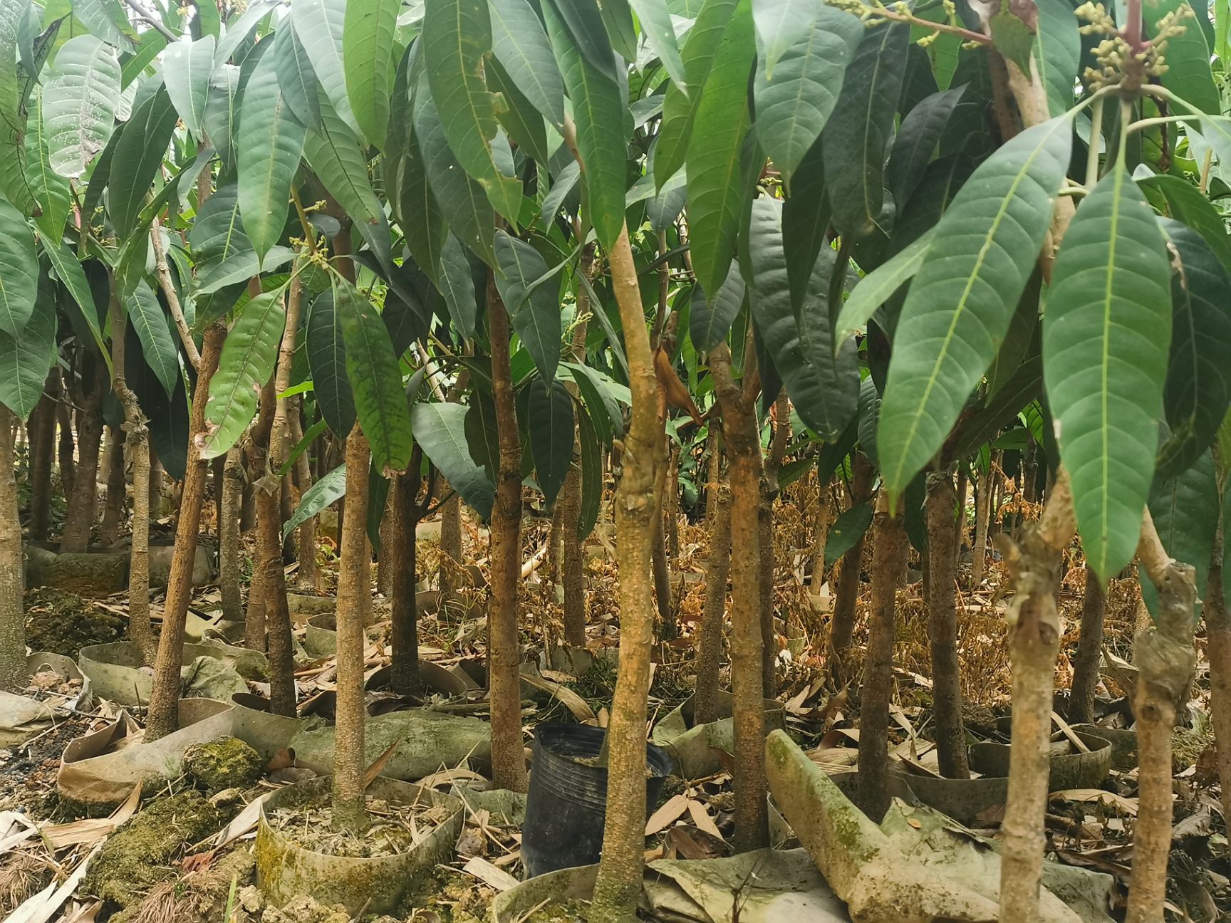 台农一号芒果苗  台农芒果苗 嫁接苗 当年种植当年挂果