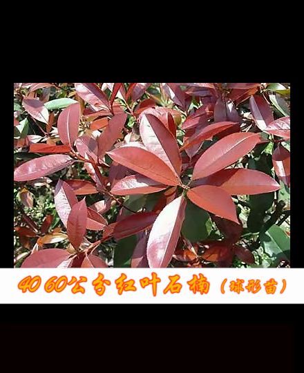 红叶石楠 球形苗 40 60公分 量大从优！