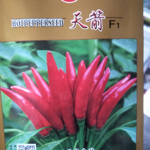 夏邑县天箭F1 真正的杂交小辣椒新品种