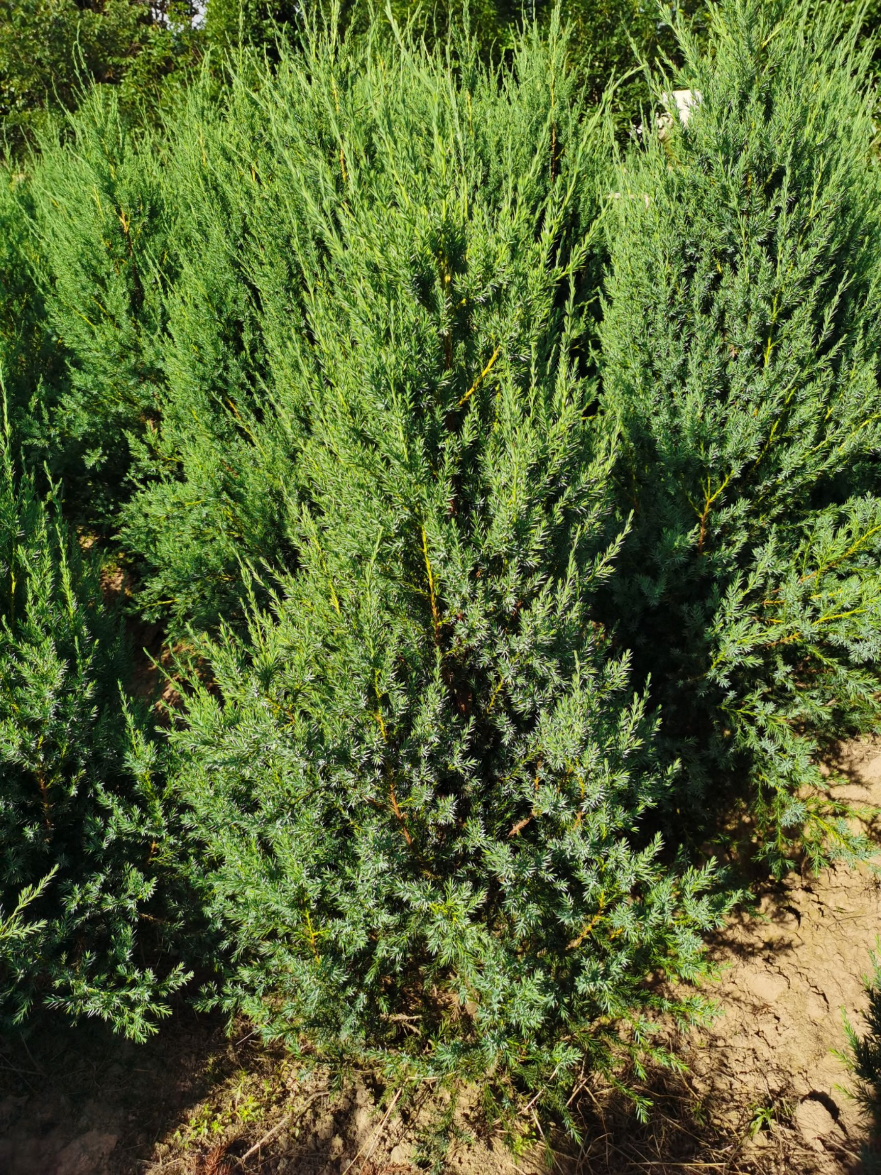 中华石楠  产地直销河南桧柏50~200大量供应！！！