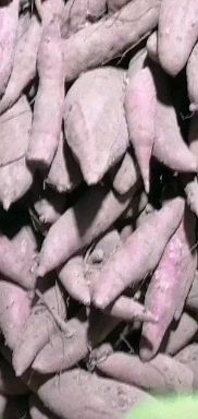  龙薯九，西瓜红（普薯32）烟薯25，纯沙土种植，支持各有包装