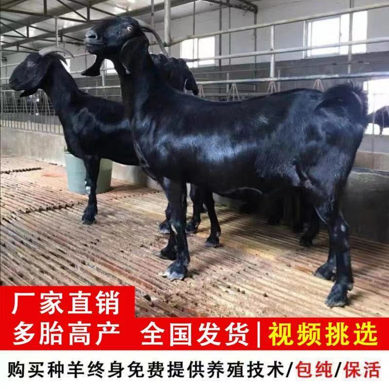 黑山羊 努比亚黑山羊 种公王怀孕母羊育肥羊