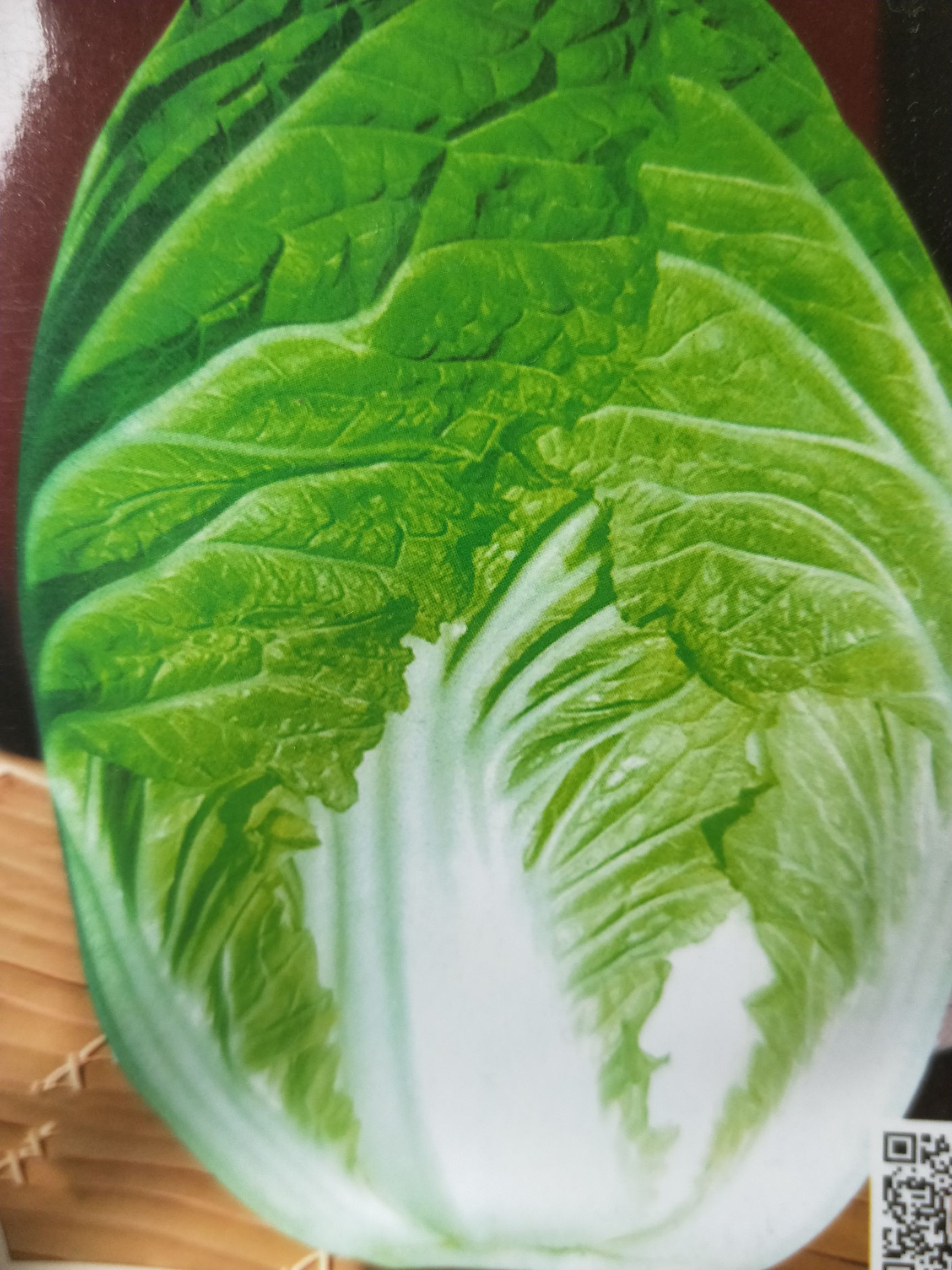 盛春白菜种子 早春种植，适应性广，耐低温，速生型春白菜