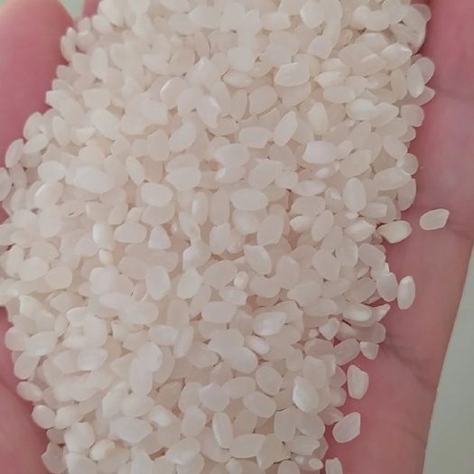 珍珠米，米质白颗粒大，深圳提货，价格便宜甩卖，有需要