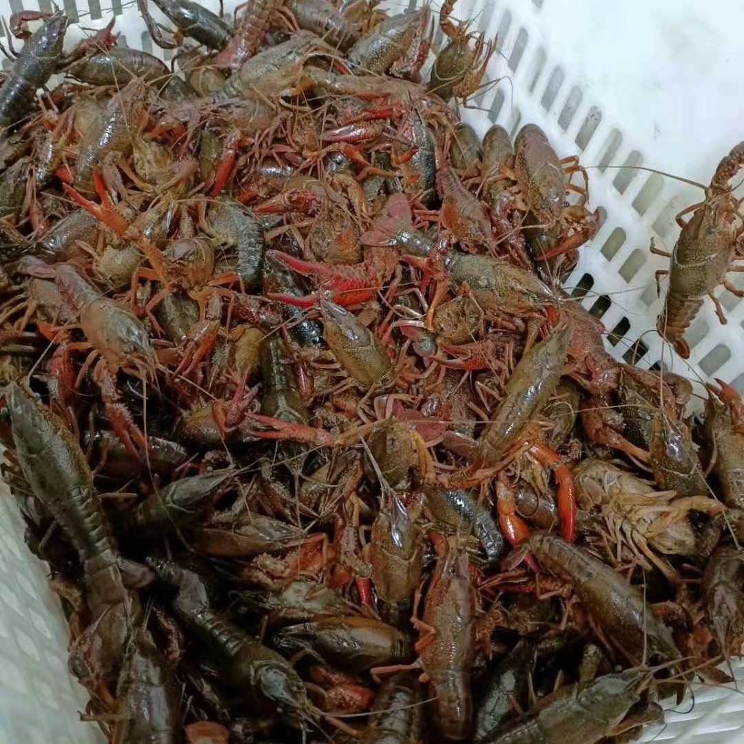 红螯螯虾 中青中红大青大红货多多