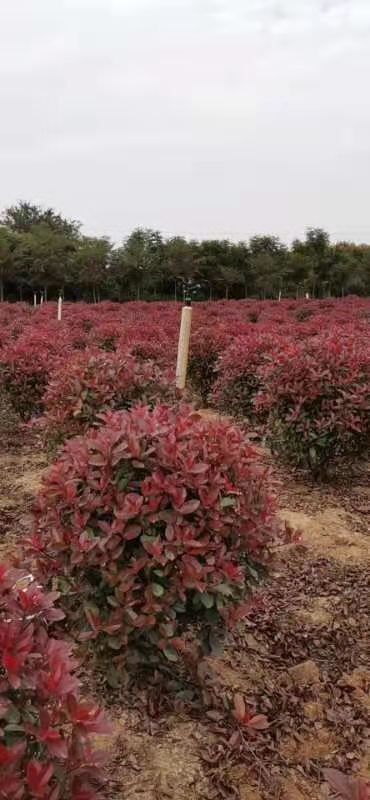 红叶石楠球形 50-200冠 可带土球发货！