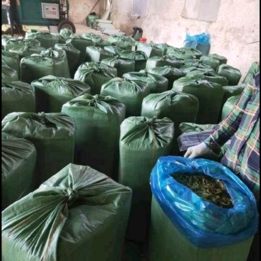 阳山县玉米秸秆  新玉米杆青贮供应！