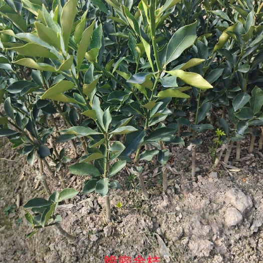 荔浦市脆蜜金柑苗 脆密金桔苗