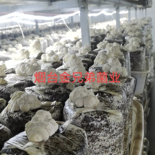 招远市 烟台金兄弟 菌业，新鲜猴头菇即将上市 ，品质优良 质量保证