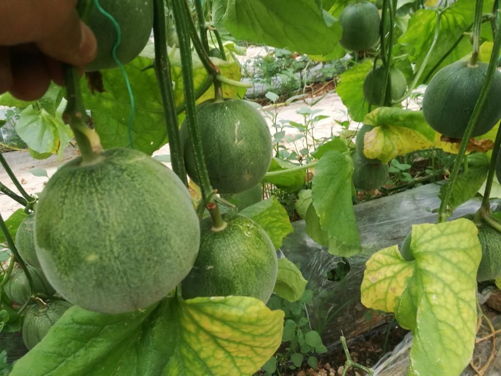 绿宝石2号甜瓜苗  绿宝甜瓜苗日本甜宝久青蜜甜瓜口感脆甜糖度