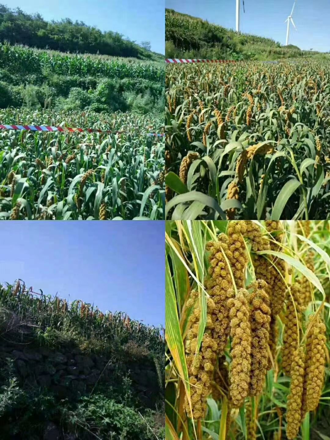 小米，黄小米，黄金苗，山地小米，小米，酿酒小米，品种齐全