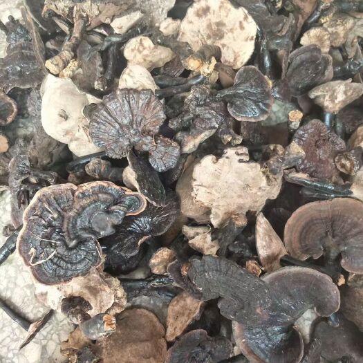 乐业县黑灵芝 干灵芝