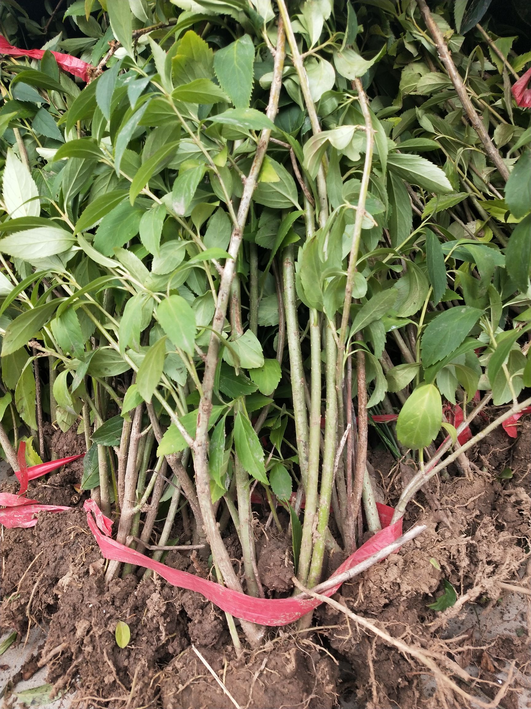 东北连翘苗 苗圃直销连翘树苗连翘小苗 黄老虎盆栽连翘球工程绿