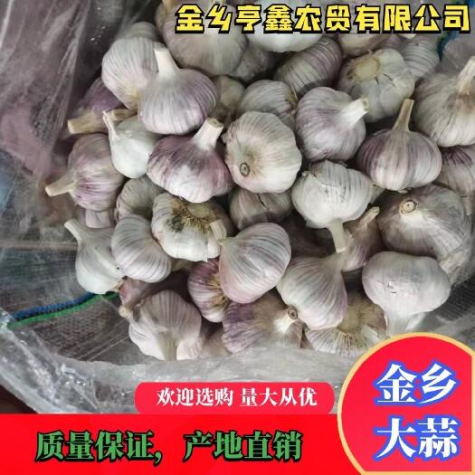 金乡县红皮蒜  专业储存大蒜，5吨起批！代发全国市场！电商超市