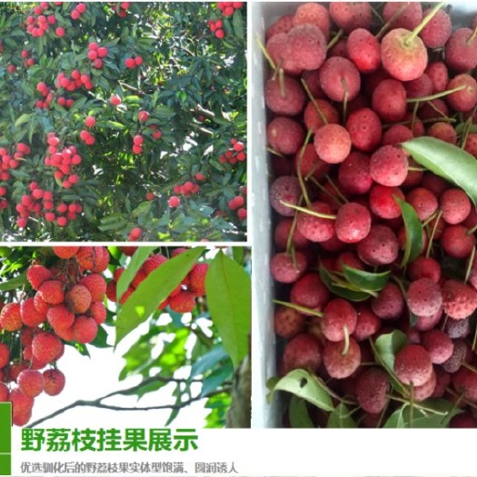 大田县六月红荔枝苗  野荔枝树苗奇特水果种苗