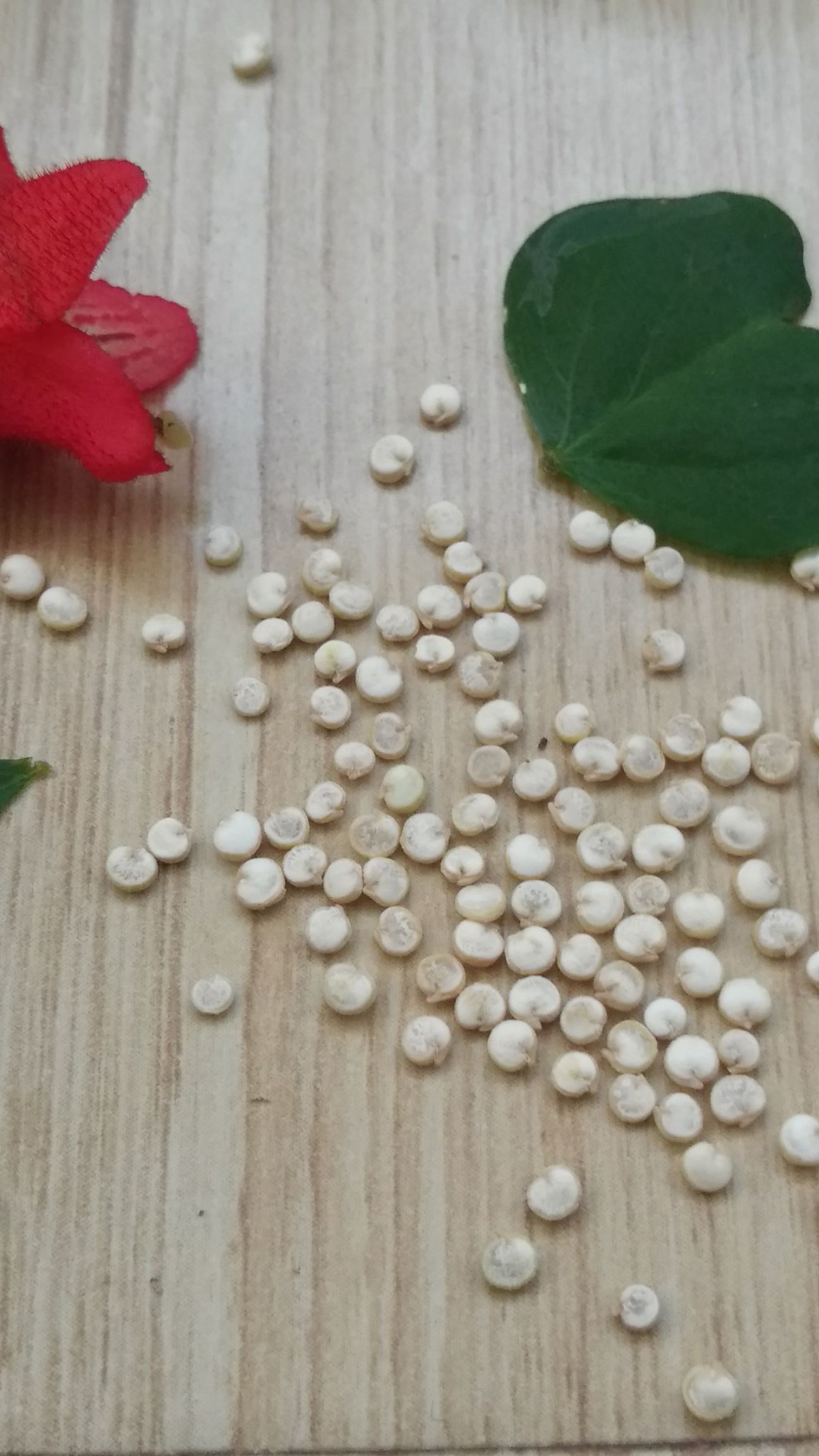 白藜麦 ，实力老板看过来，只做大宗批发。质量没问题手续齐全。