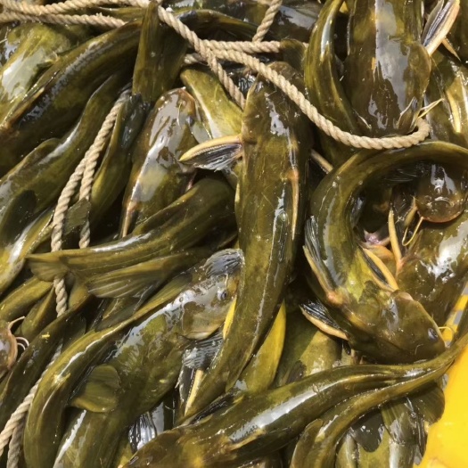 南宁黄颡鱼苗  黄骨鱼，黄古丁，场地直销