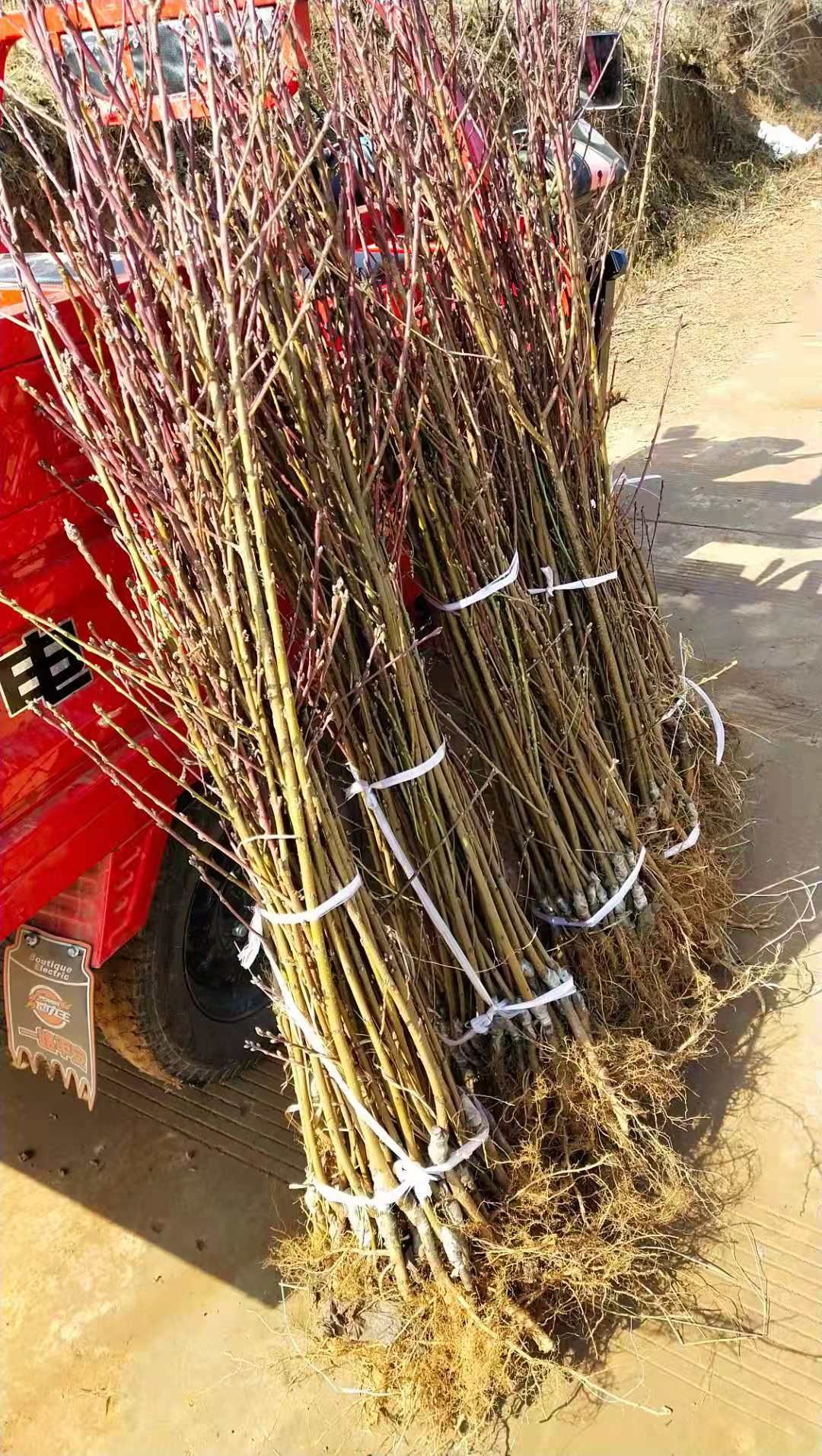 冰壶樱桃，俄罗斯8号樱桃苗