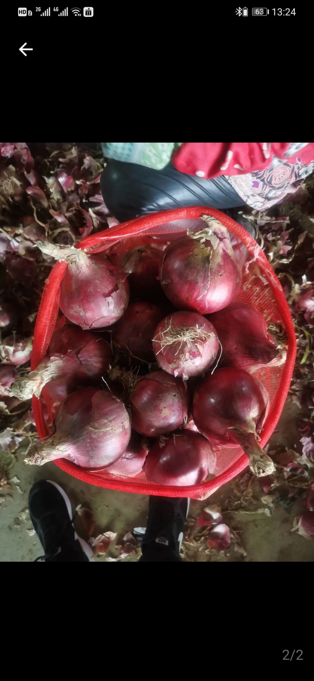 黄皮洋葱 甘肃洋葱   货量充足  质量保证