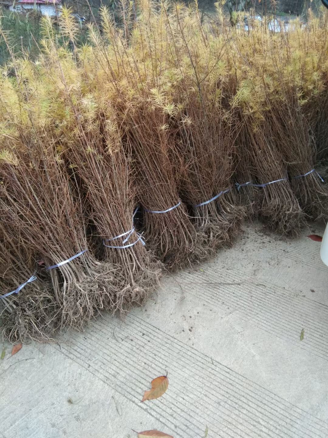 落叶松，1-2年生量大