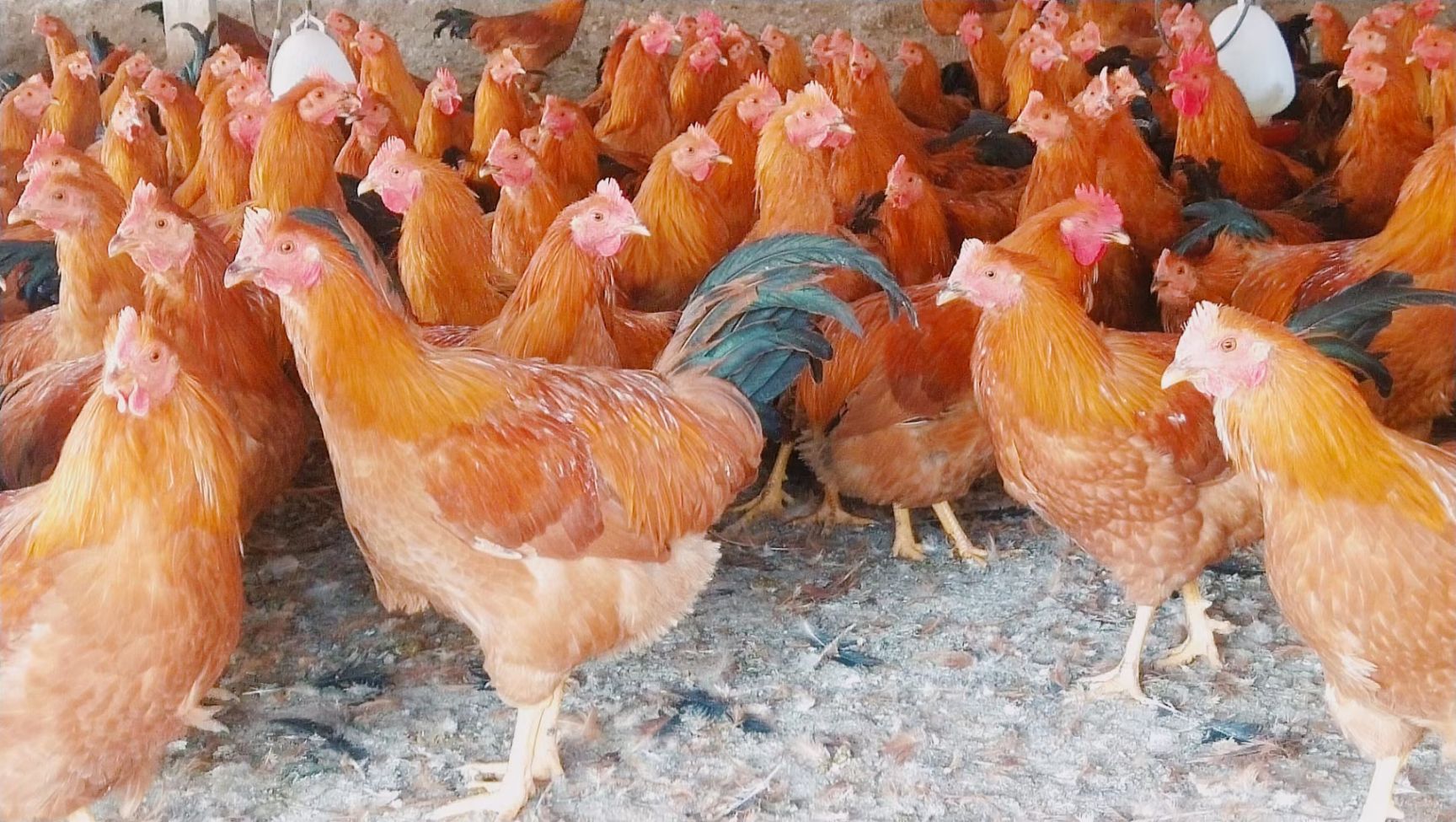 阉鸡 凤翔苗土阉