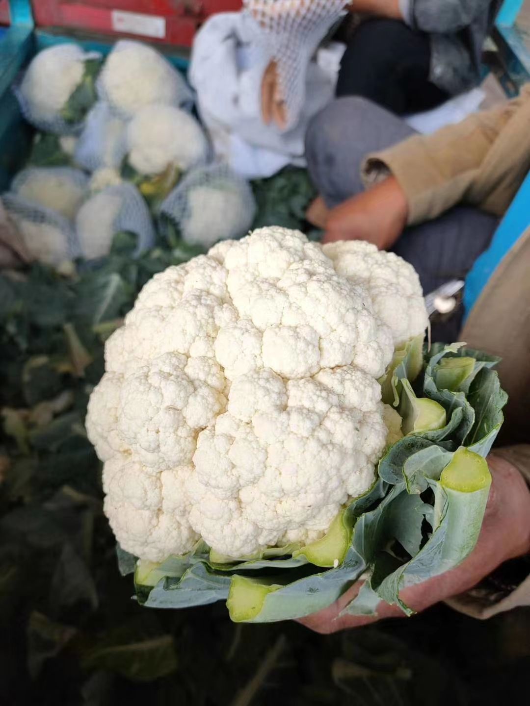 白菜花大量供应各大市场，超市，电商