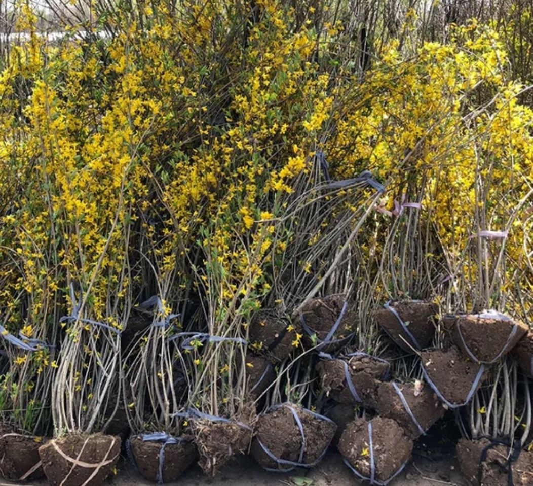 东北连翘苗 苗圃直销连翘树苗连翘小苗 黄老虎盆栽连翘球工程绿