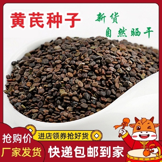 黄芪种子纯新铁杆黄芪籽棉秆黄芪子干净包发芽率500g克包邮
