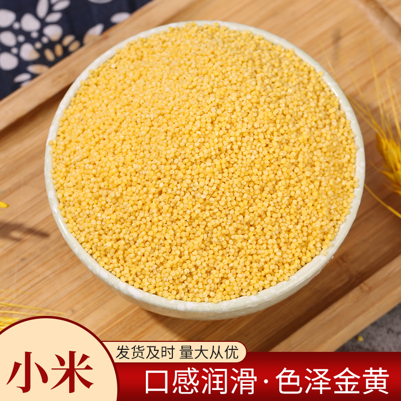 小米，黄小米，黄金苗，山地小米，小米，酿酒小米，品种齐全