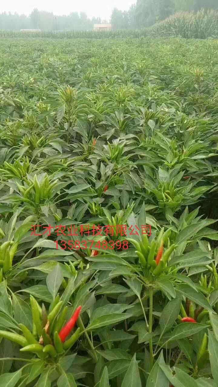 朝天椒苗  万亩辣椒苗育苗基地，出售各种辣椒苗，签订回收合同保底价格回收